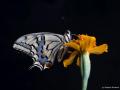 Papilio machaon (Kırlangıçkuyruk)
